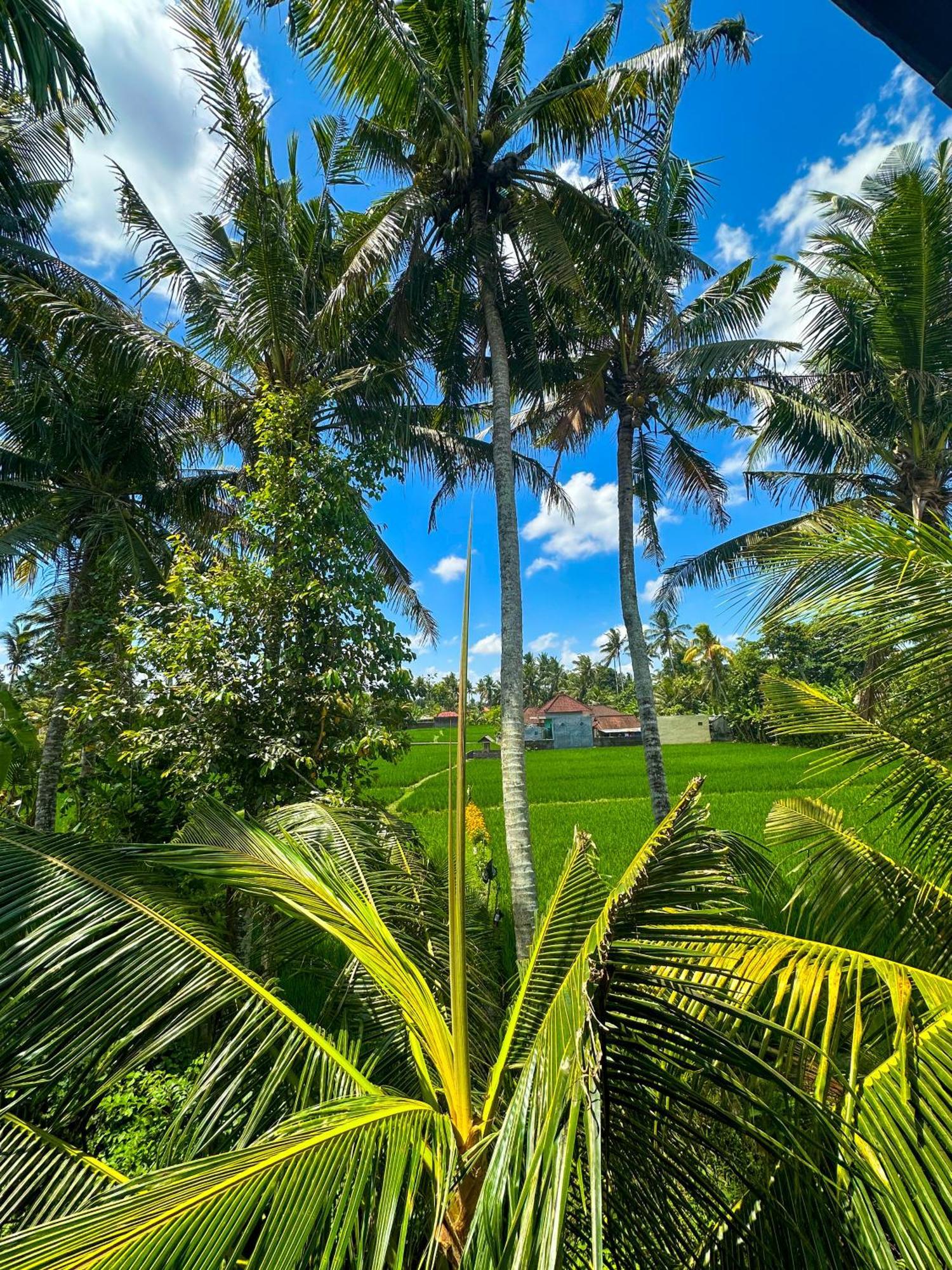 Nunu Bali Eco Friendly Retreat Hotell Canggu Eksteriør bilde