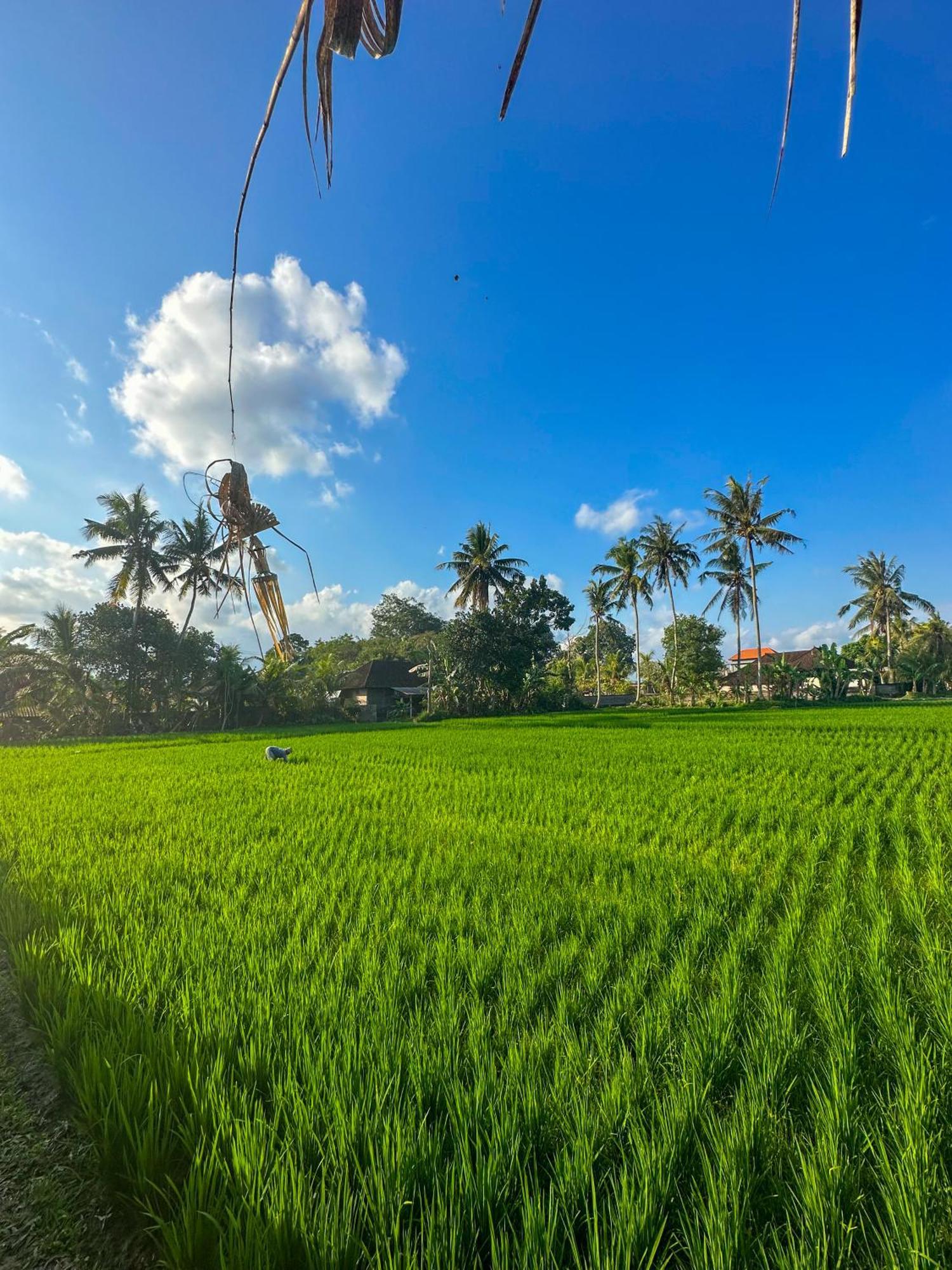 Nunu Bali Eco Friendly Retreat Hotell Canggu Eksteriør bilde